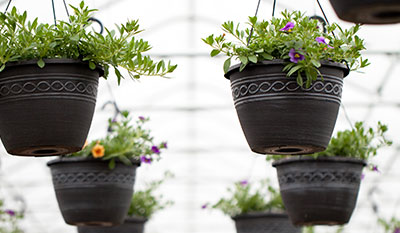 Hanging baskets