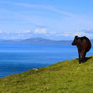 Podcast Episode 27: Why suicide among Veterinarians is a growing problem - with Ciaran McAuley