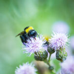 Bee on flower