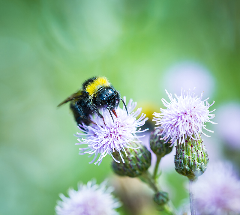 Bee on flower