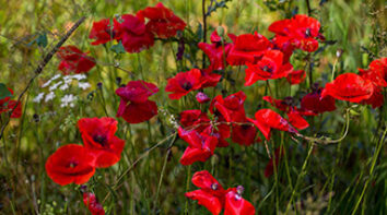 An HG lens on Bereavement