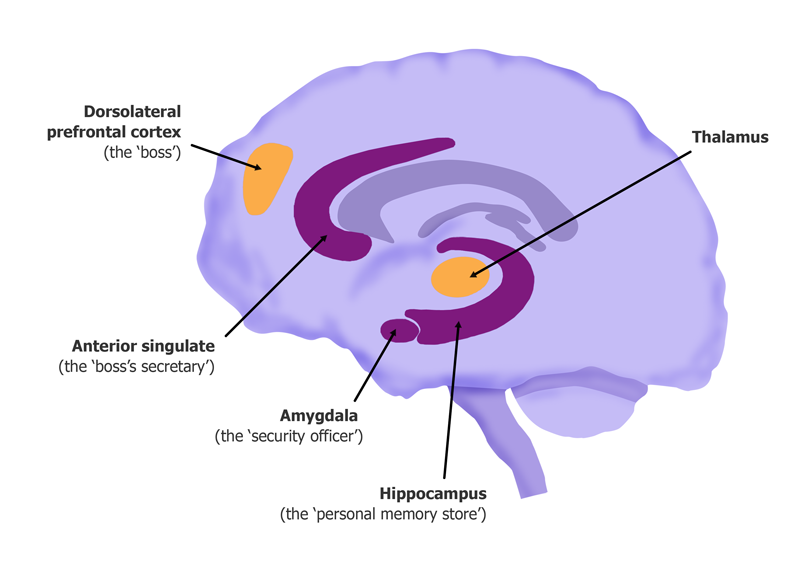 Brain diagram